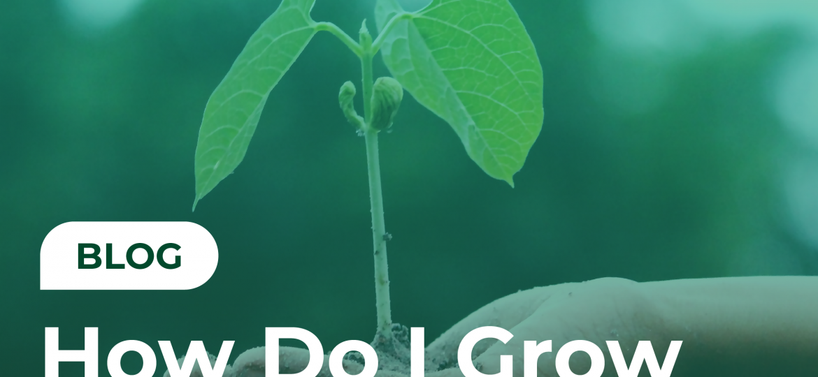 how to grow my business, how can I grow my business, how do I grow my business, how to grow your business, growth, business growth
